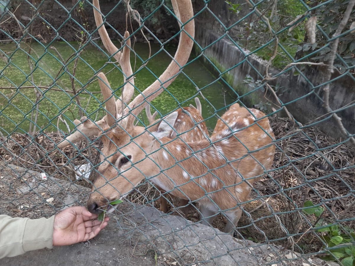 Sarnath Wildlife Park & Mini Zoo