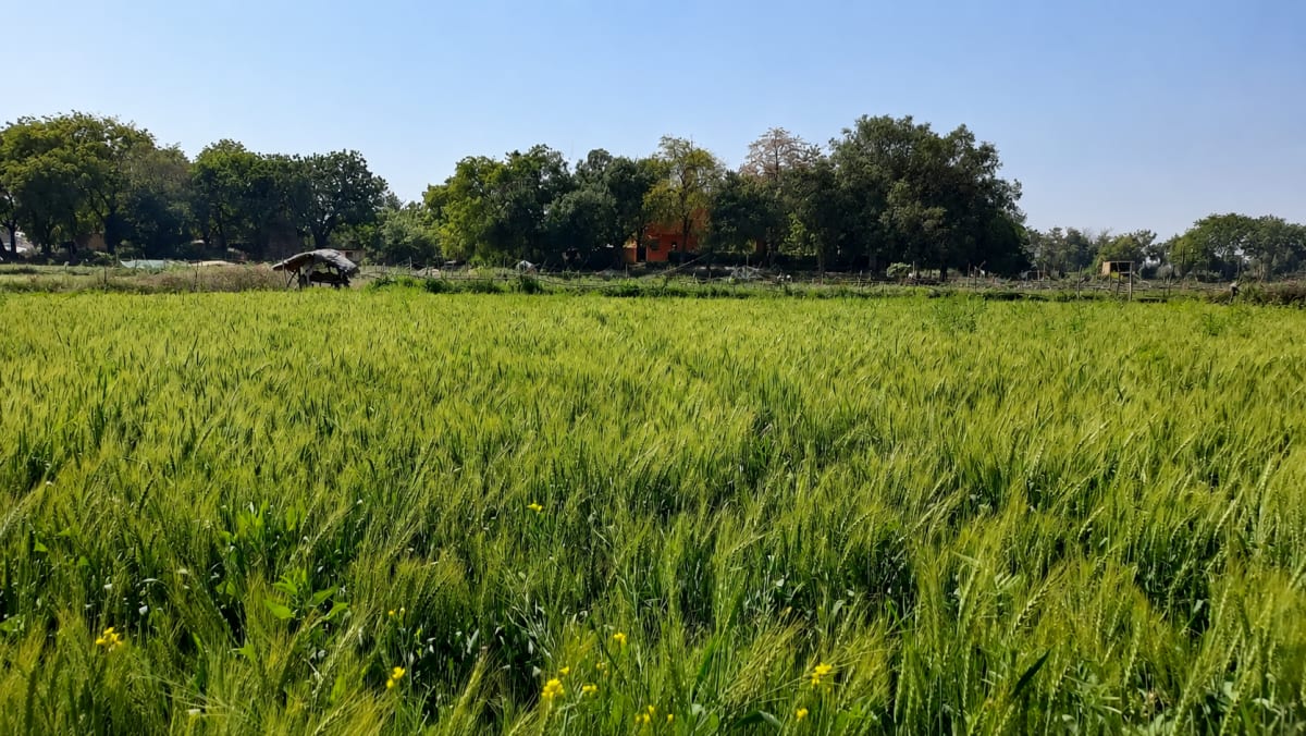 Free Village Tour 2